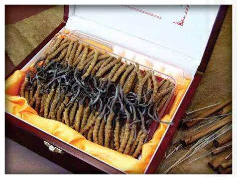 梅河口冬虫夏草回收